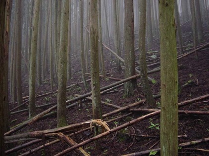 branches have been cut but left uncollected