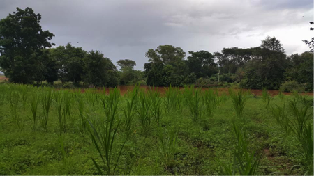 shwenadigrass