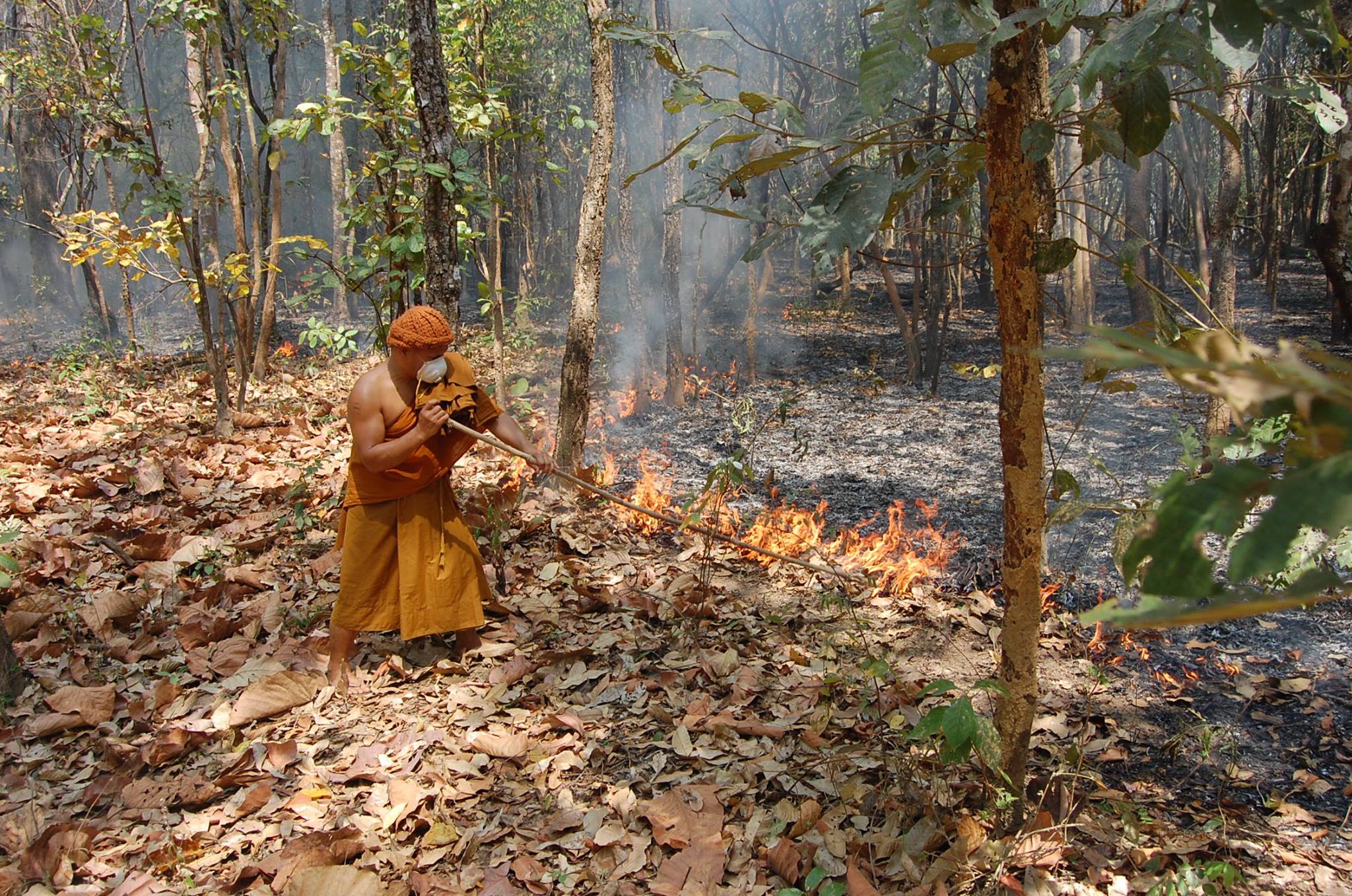 forest fires
